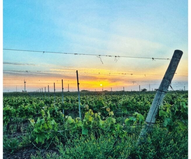 Marulli Vini Wines - Foto Vigne 10