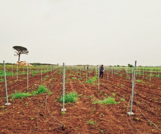 Marulli Vini Wines - Foto Vigne 8